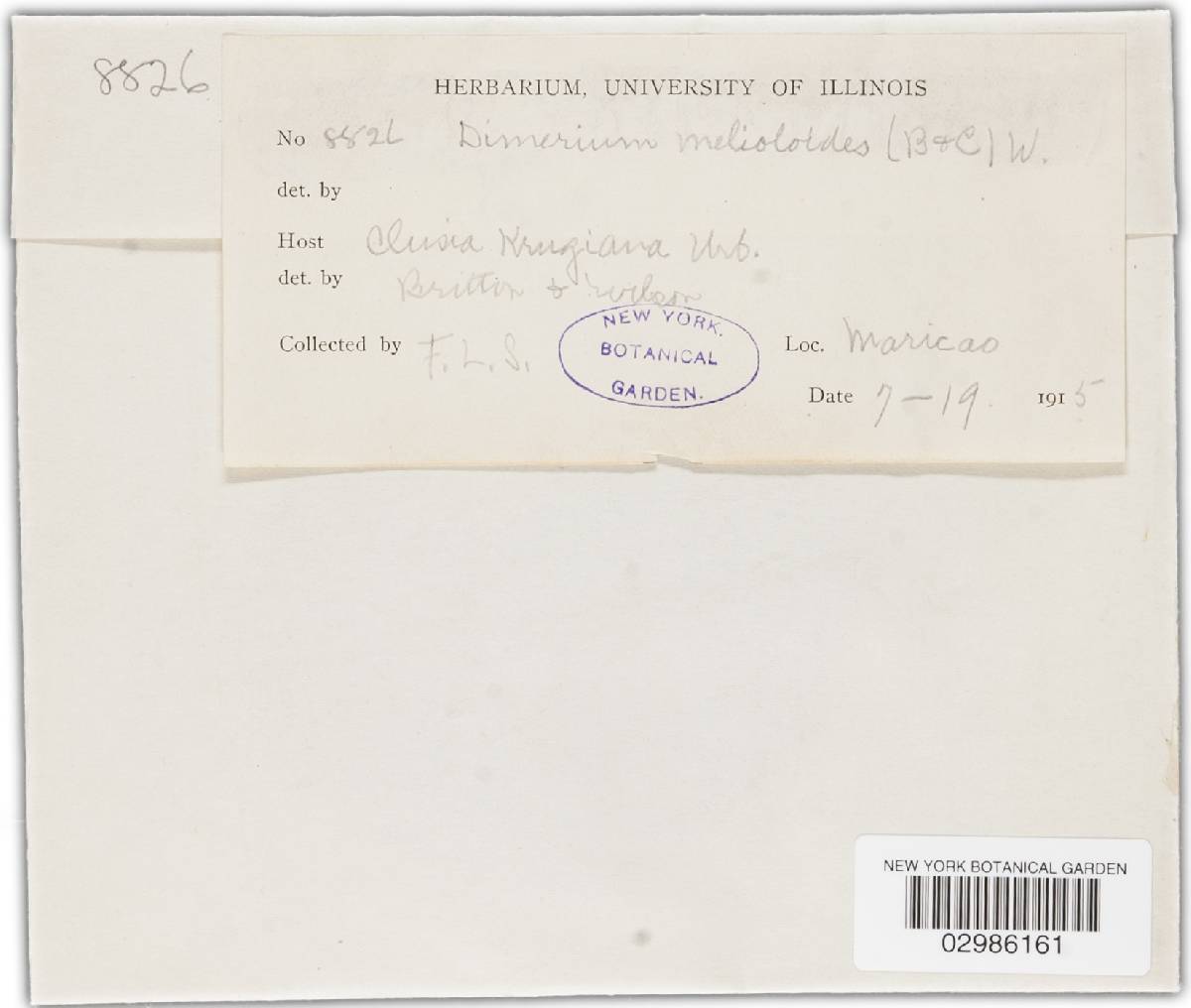 Parodiella melioloides image