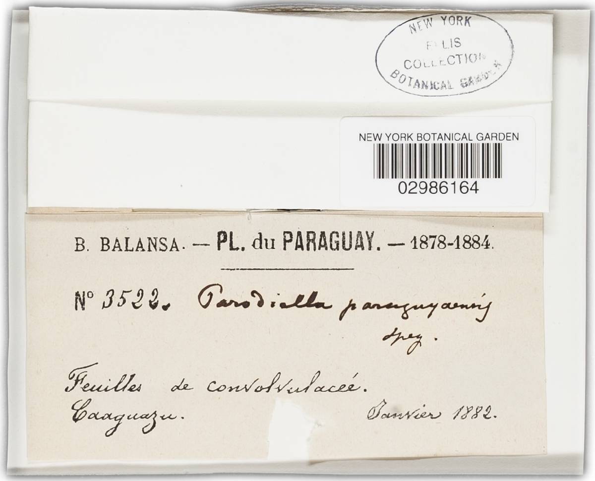 Parodiella paraguayensis image