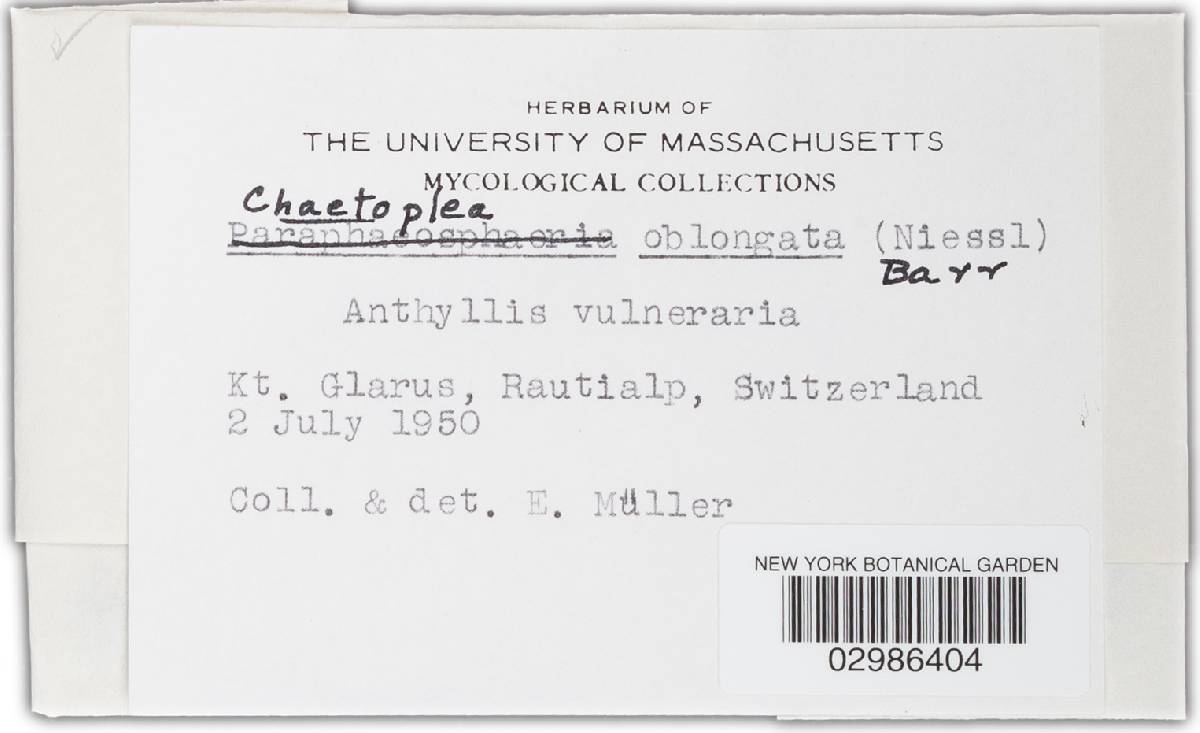 Chaetoplea oblongata image
