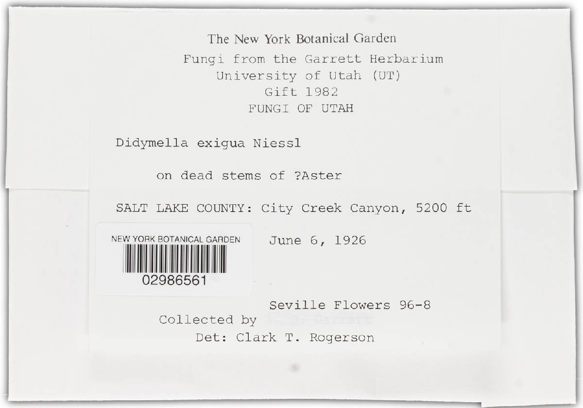 Didymella exigua image