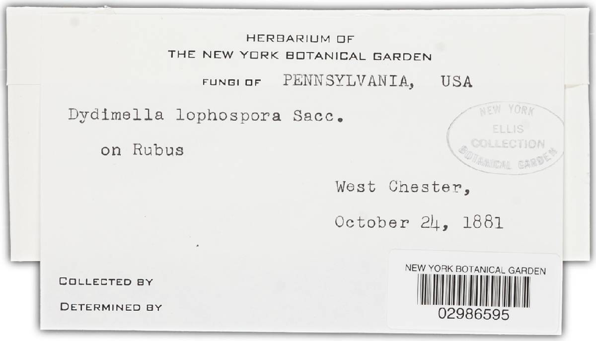 Didymella lophospora image