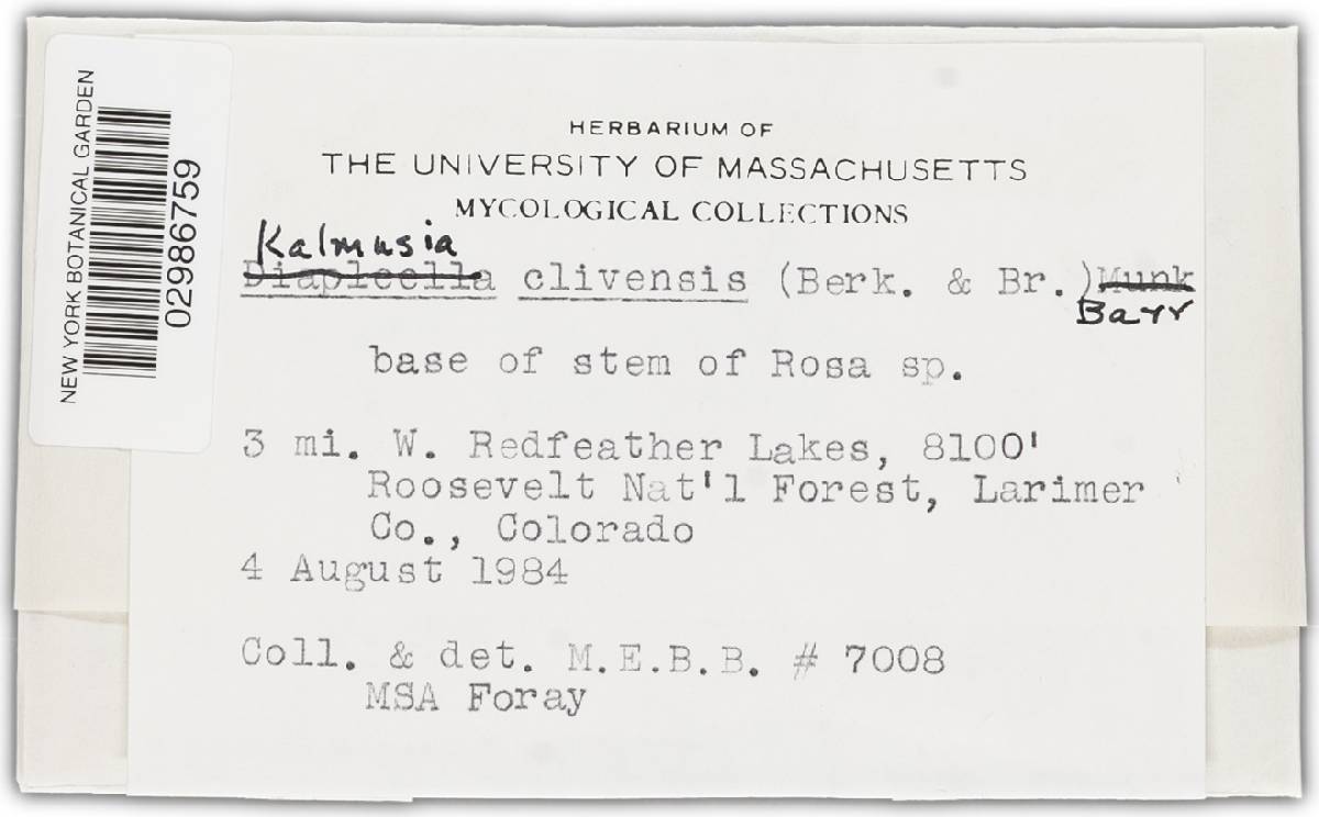 Kalmusia clivensis image