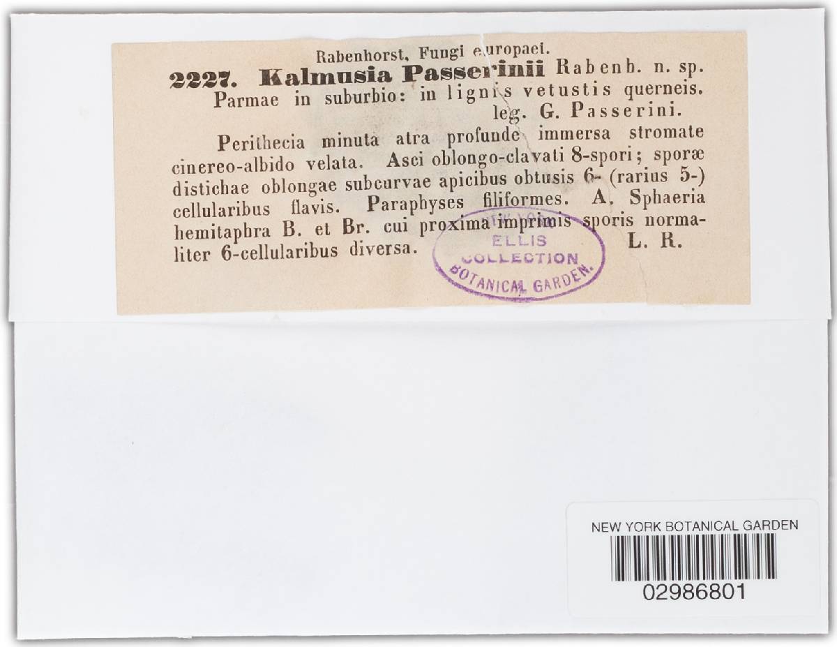 Kalmusia passerinii image