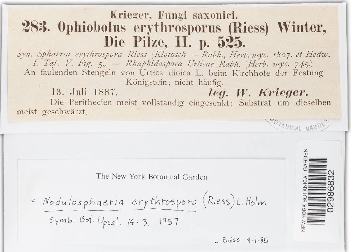 Nodulosphaeria erythrospora image