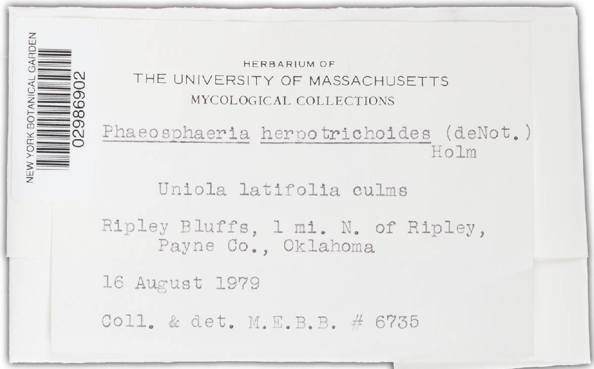 Phaeosphaeria image