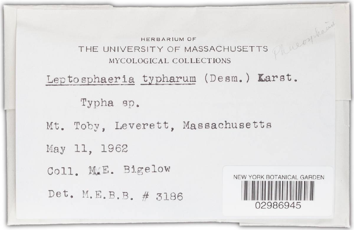 Phaeosphaeria typharum image