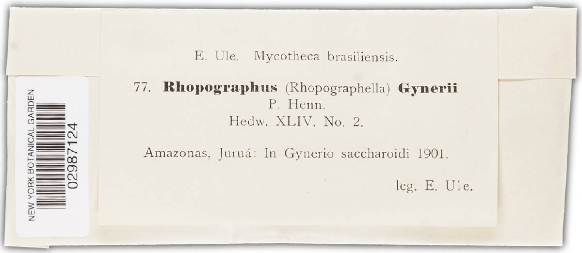 Rhopographus gynerii image