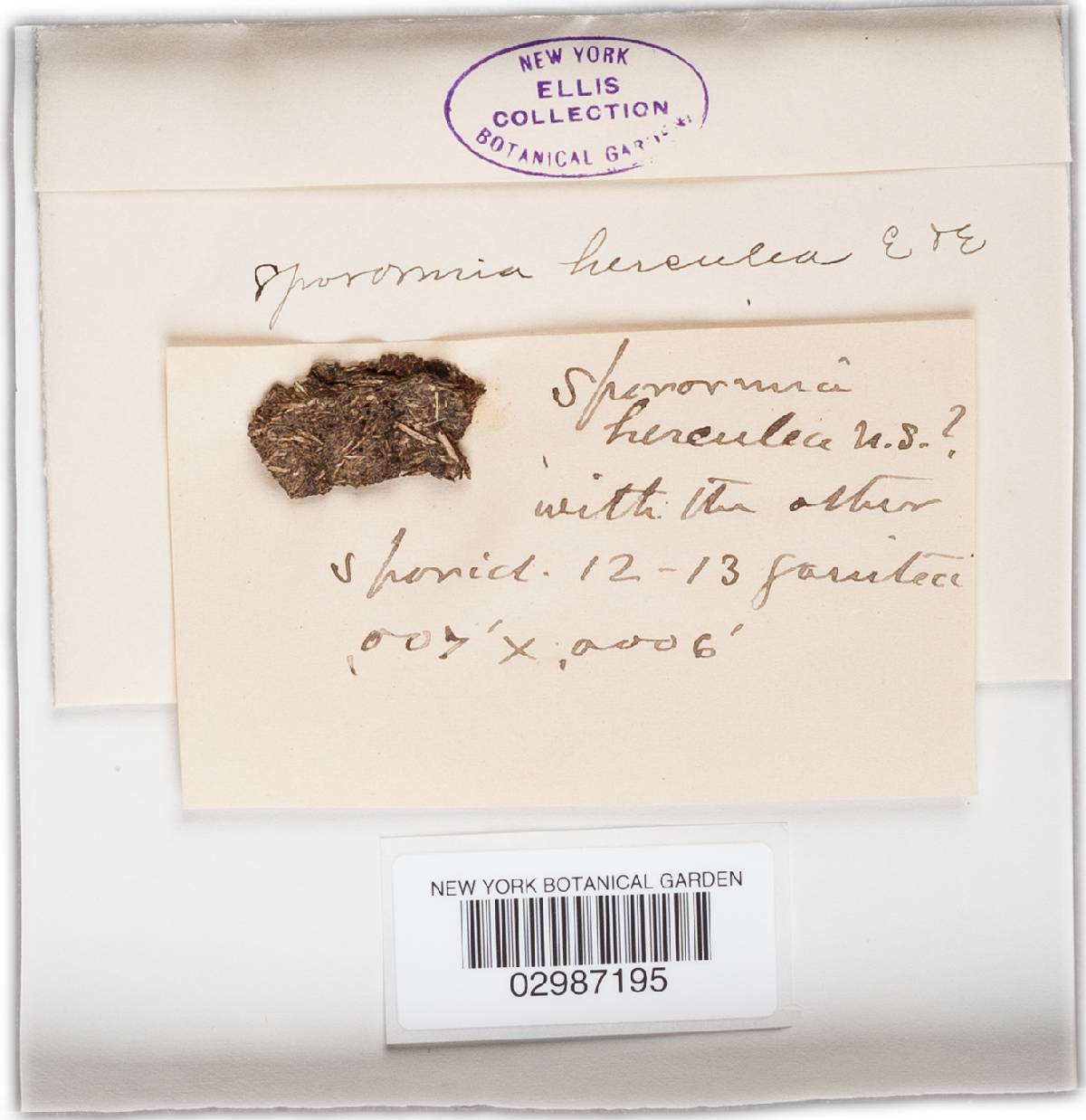 Sporormia herculea image