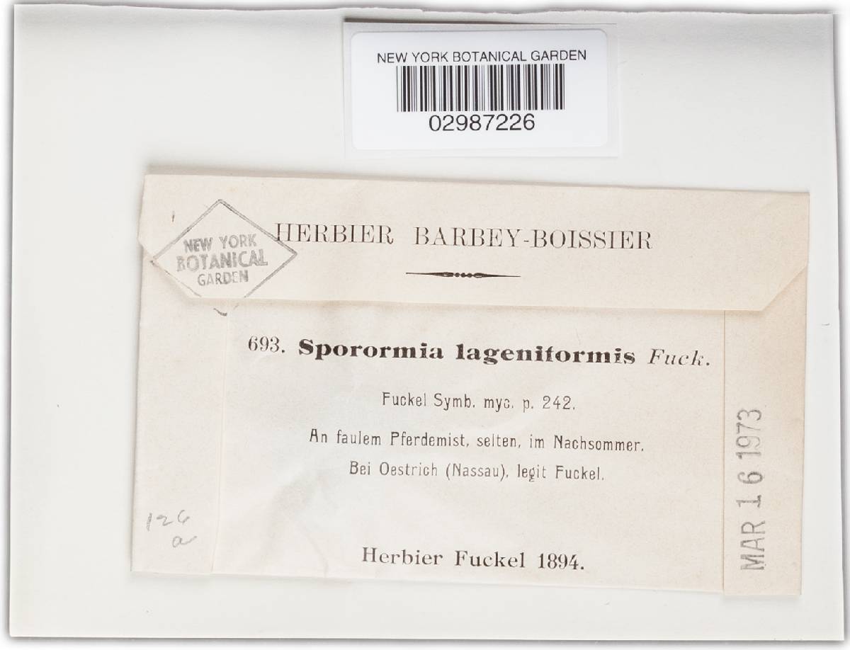 Sporormia lageniformis image