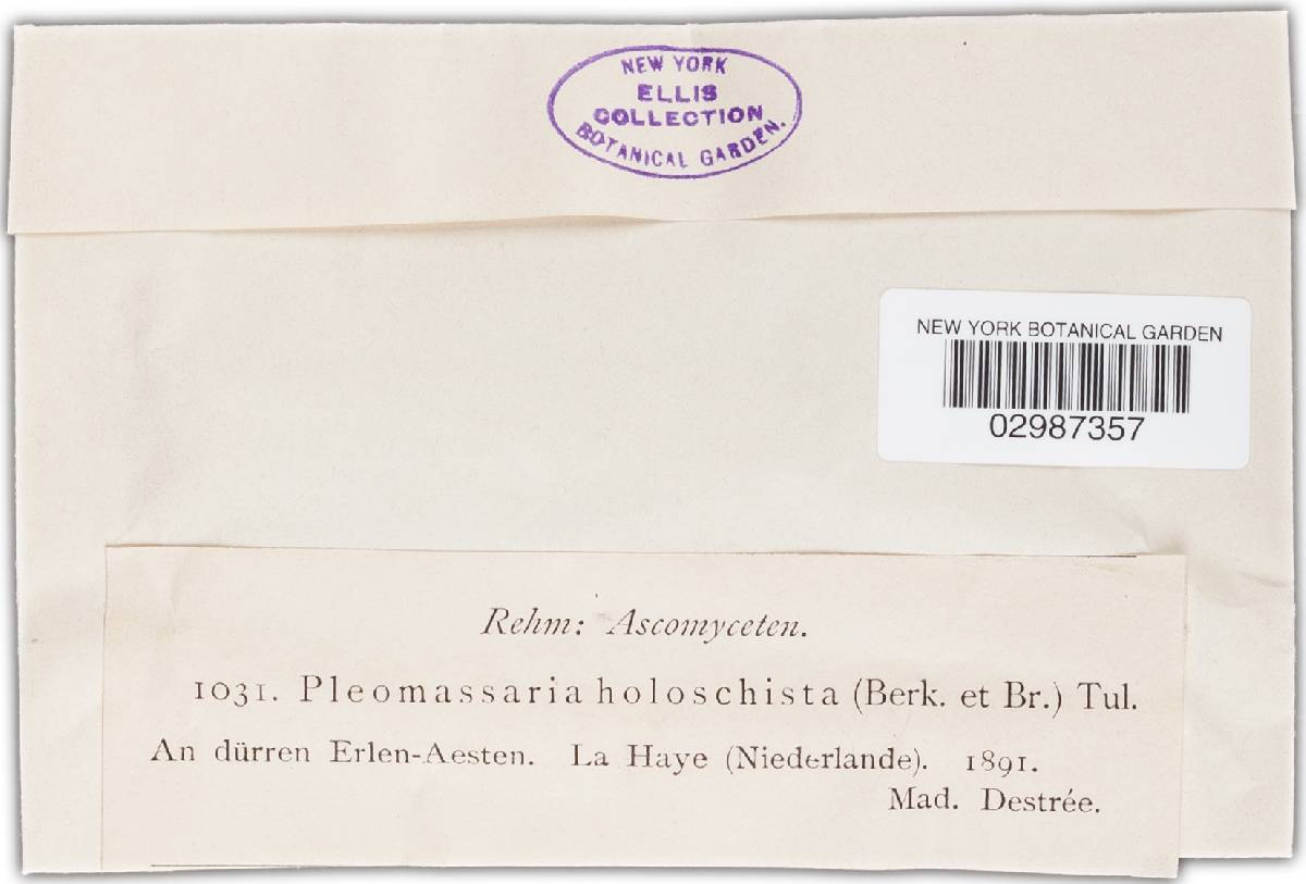 Pleomassaria holoschista image