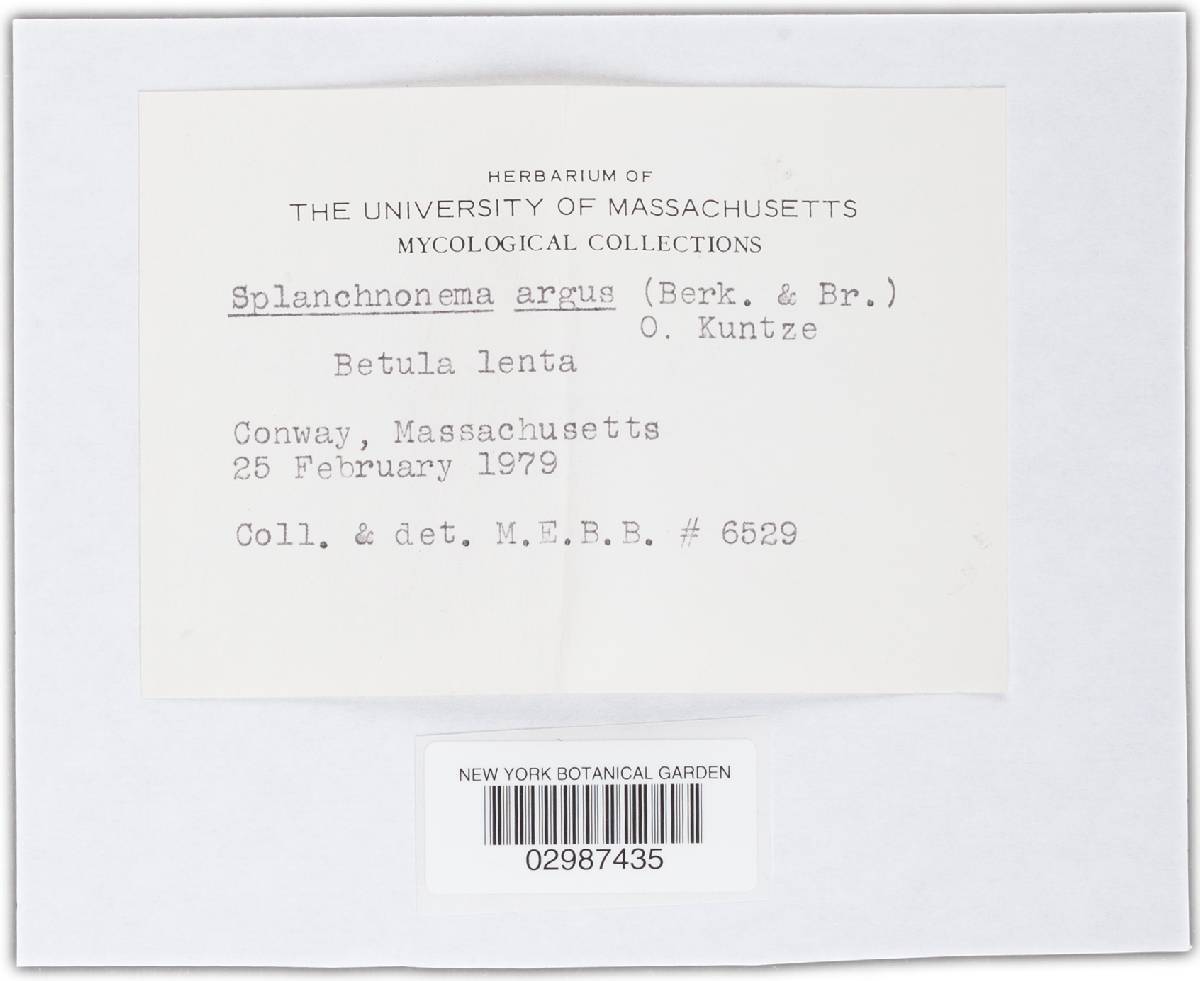 Splanchnonema argus image