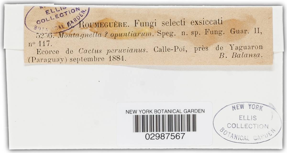 Montagnella opuntiarum image