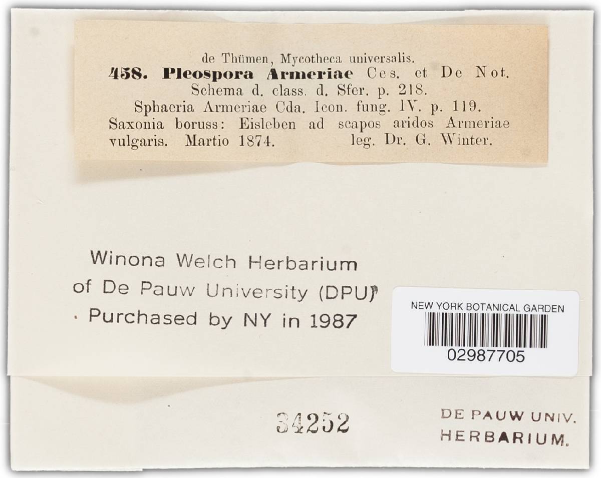 Pleospora armeriae image