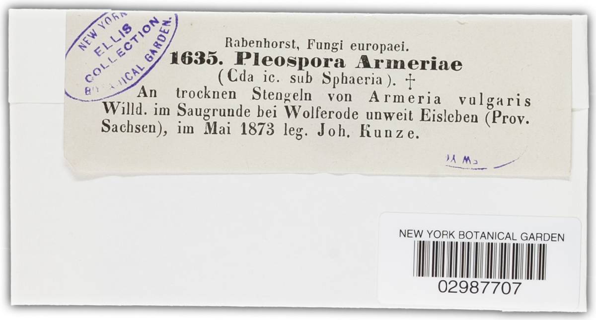 Pleospora armeriae image