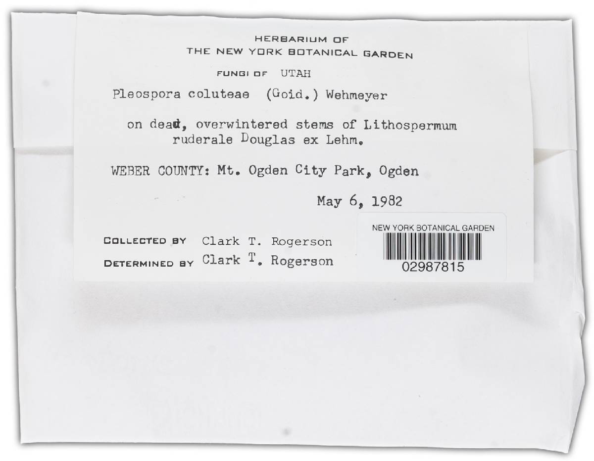 Pleospora coluteae image