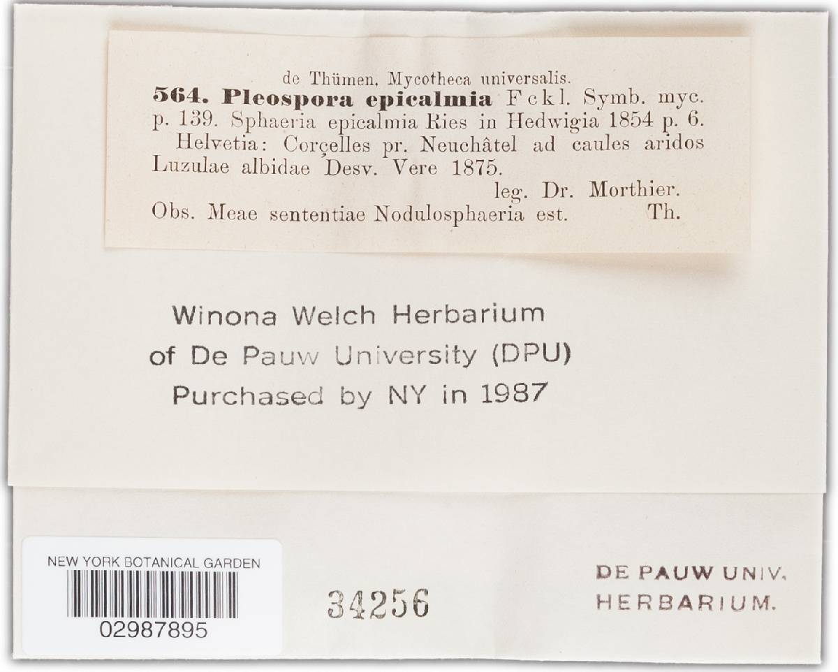 Phaeosphaeria epicalamia image