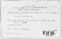 Pleospora helvetica image