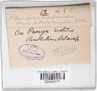 Pleospora herbarum image