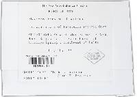 Pleospora herbarum image