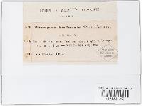 Stemphylium vesicarium image