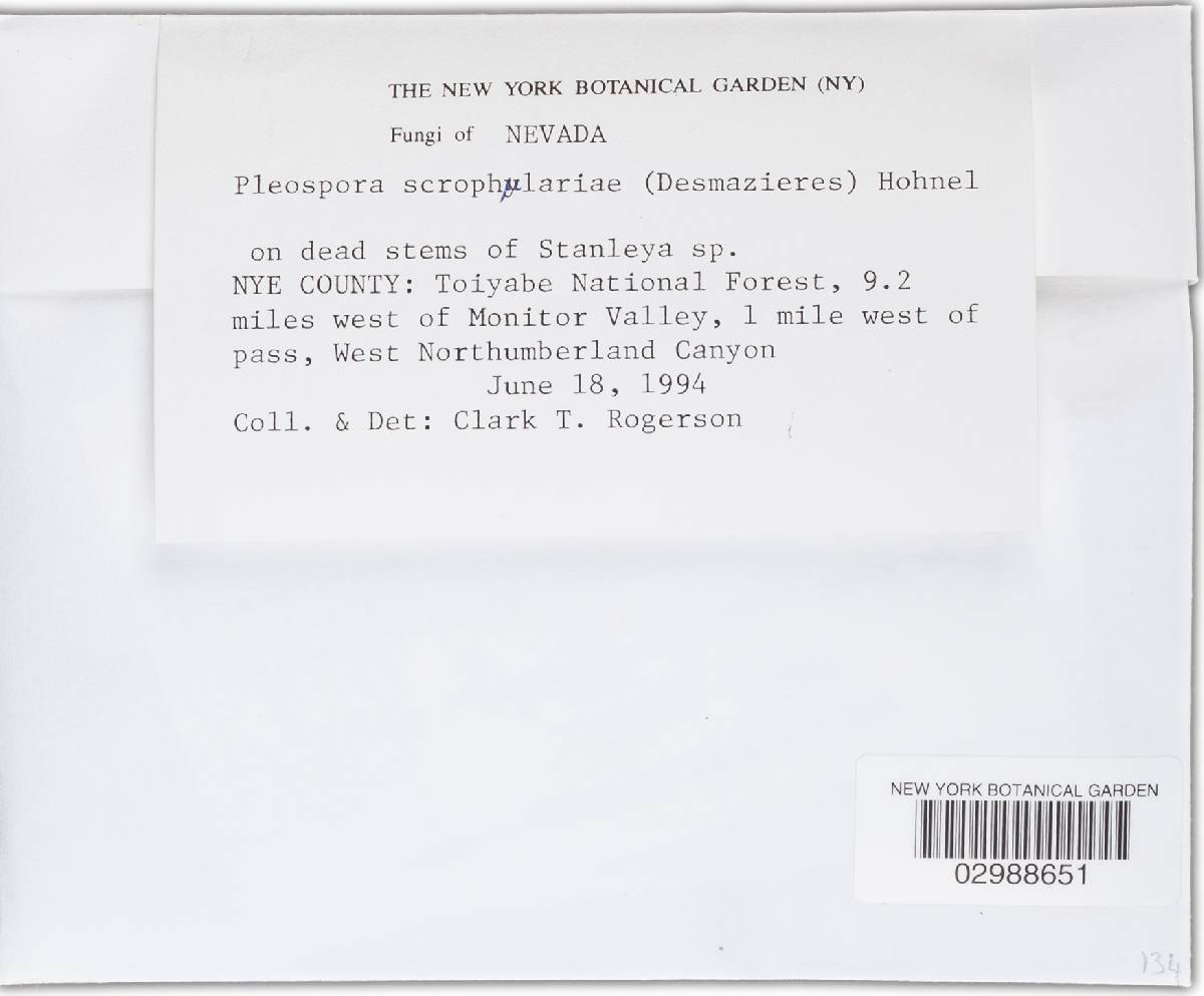 Lewia scrophulariae image