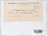 Pleospora senecionis image