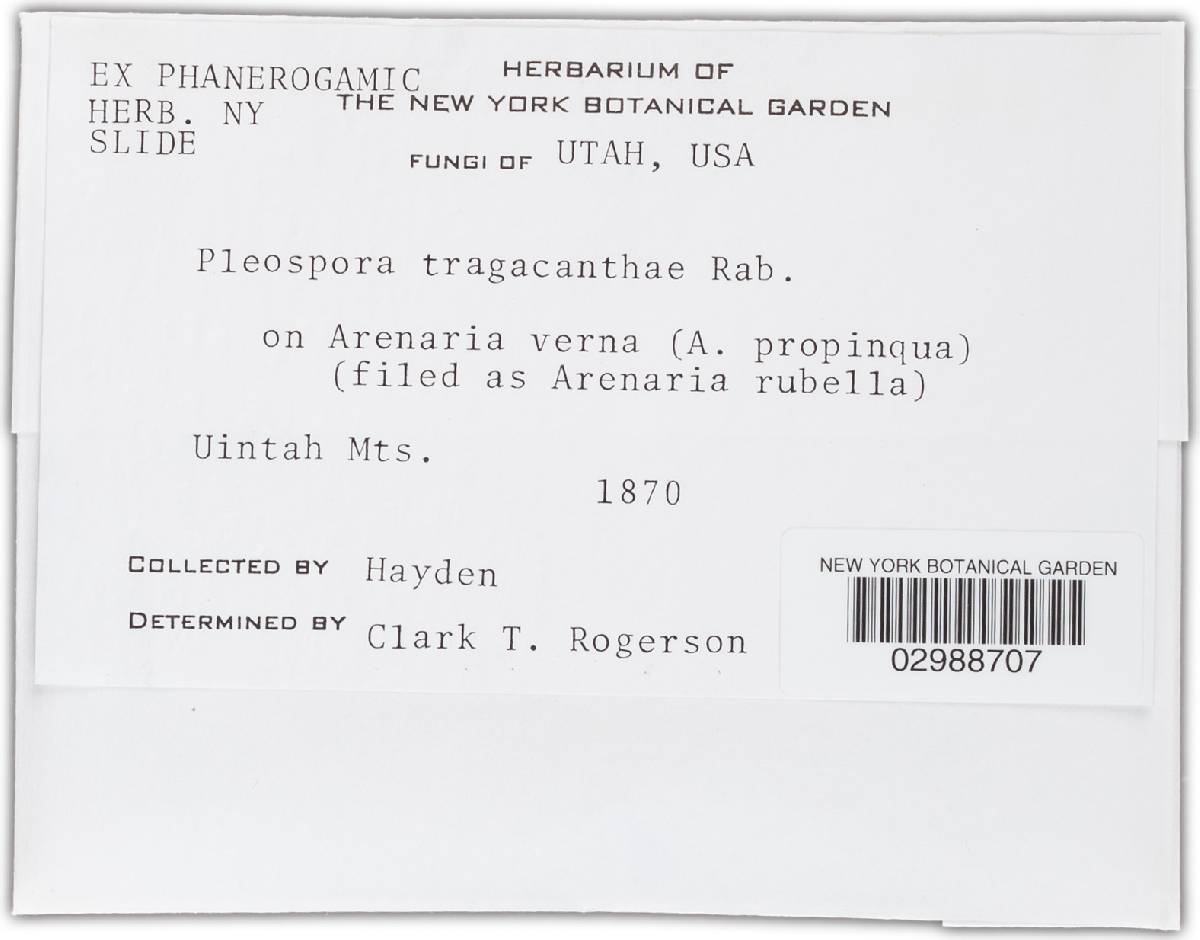 Pleospora tragacanthae image