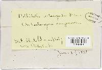 Dothidella castanopsidis image