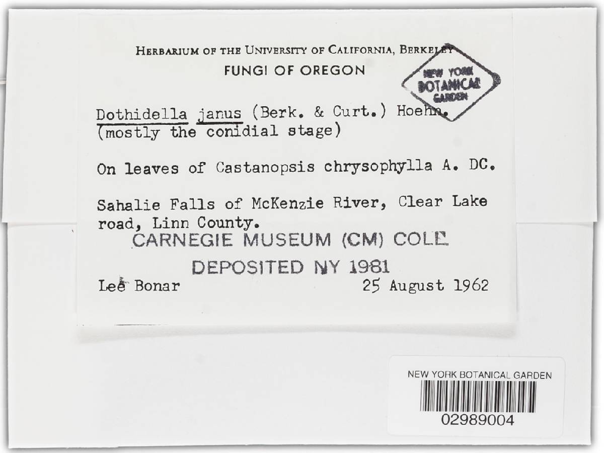 Dothidella janus image