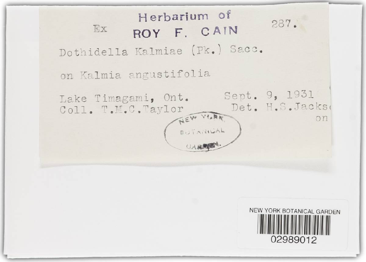 Phylleutypa image