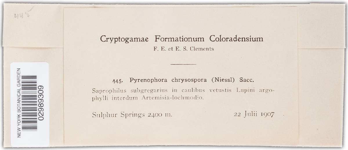 Pyrenophora chrysospora image
