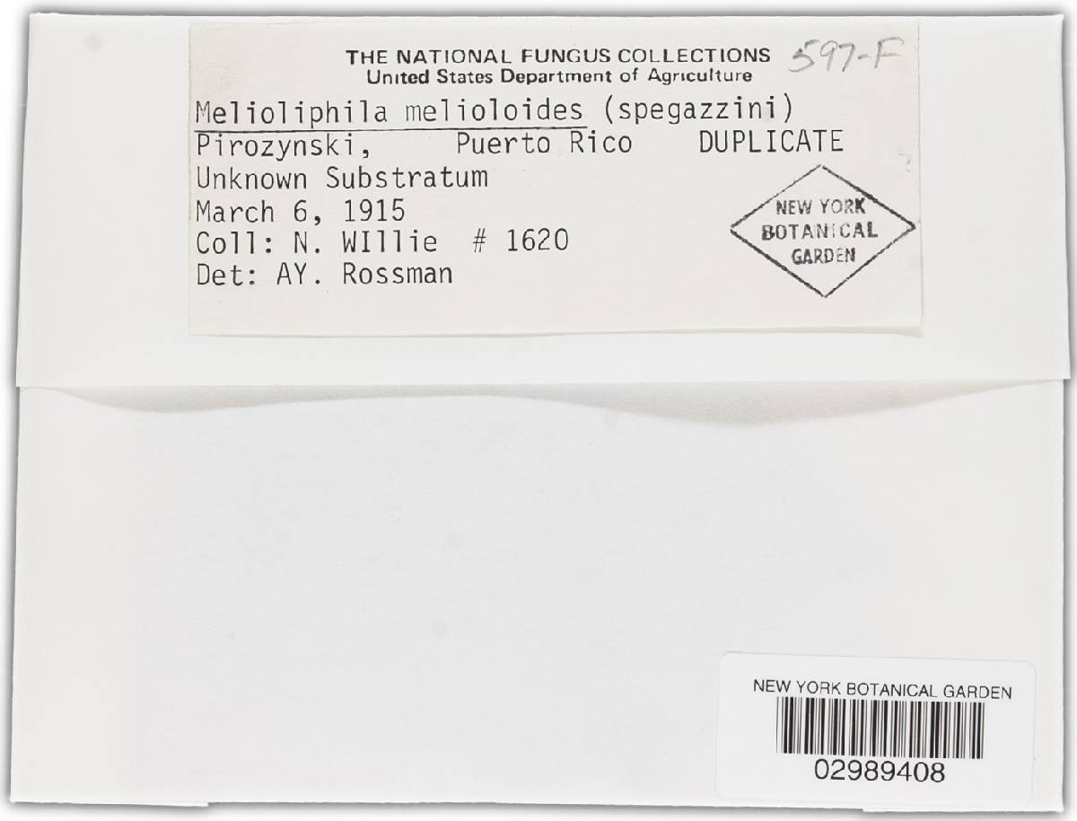 Melioliphila image