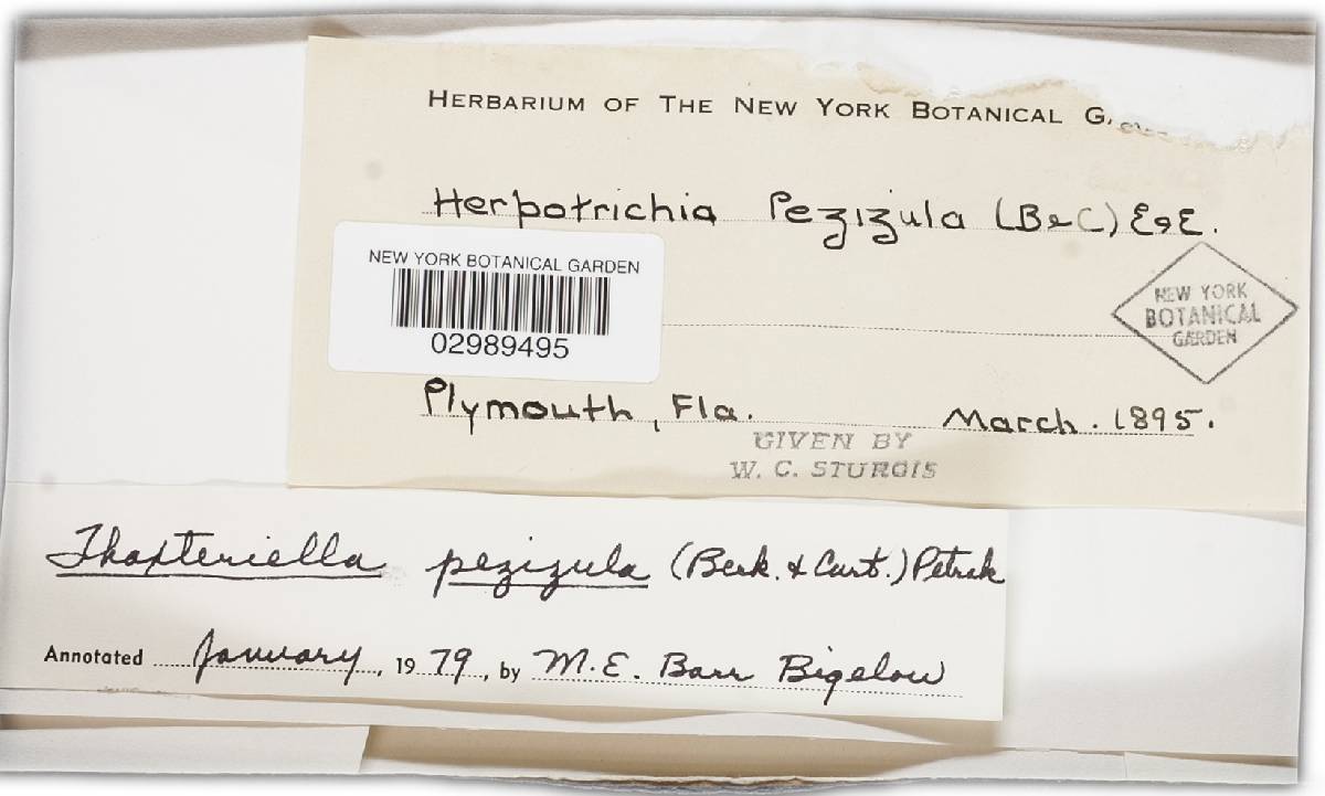 Thaxteriella pezizula image