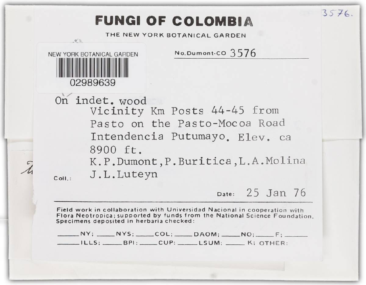 Tubeufia image