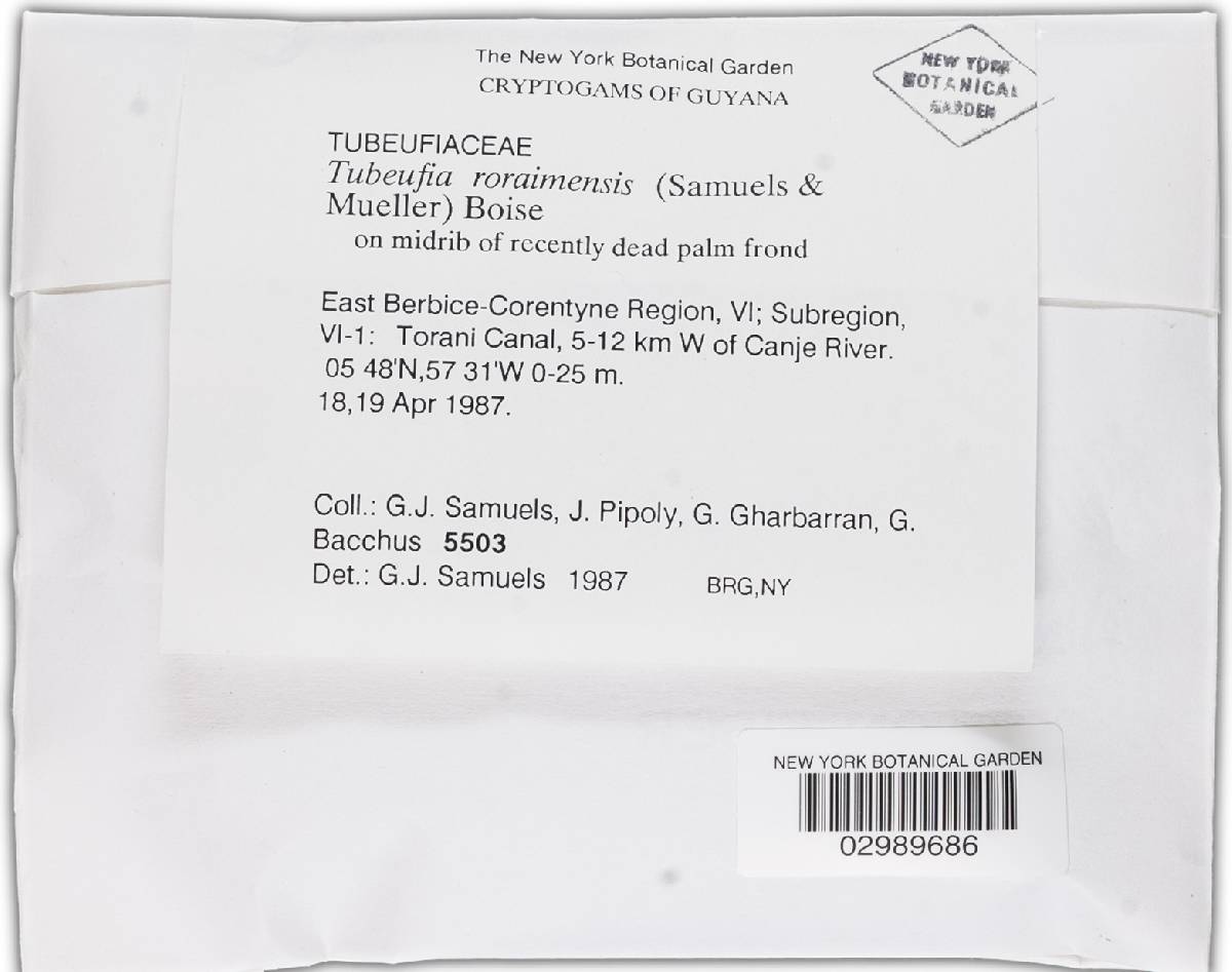 Tubeufia roraimensis image