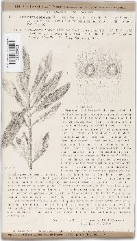 Antennularia elaeophila image