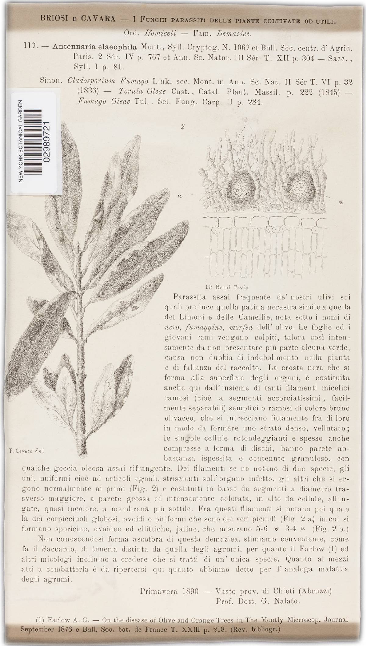 Metacapnodiaceae image