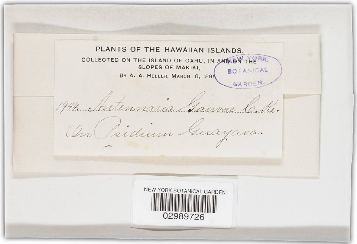 Metacapnodiaceae image