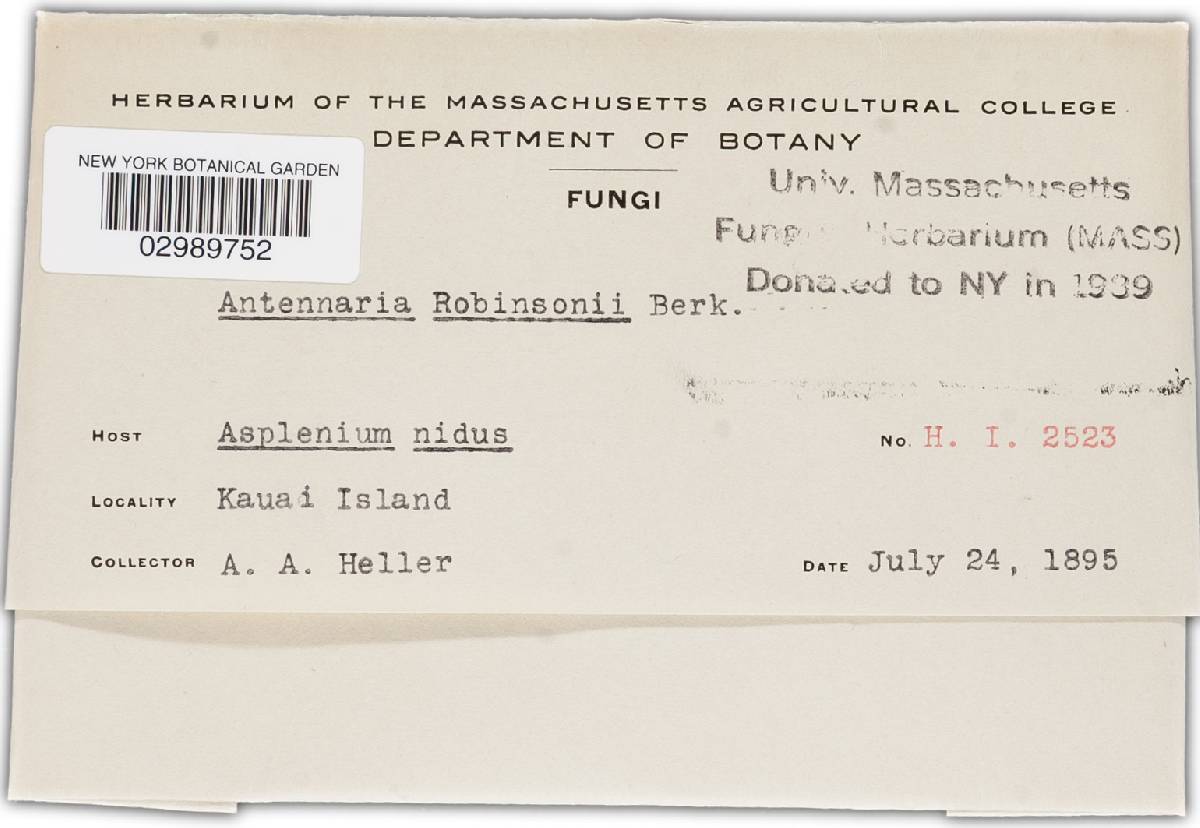 Antennularia robinsonii image