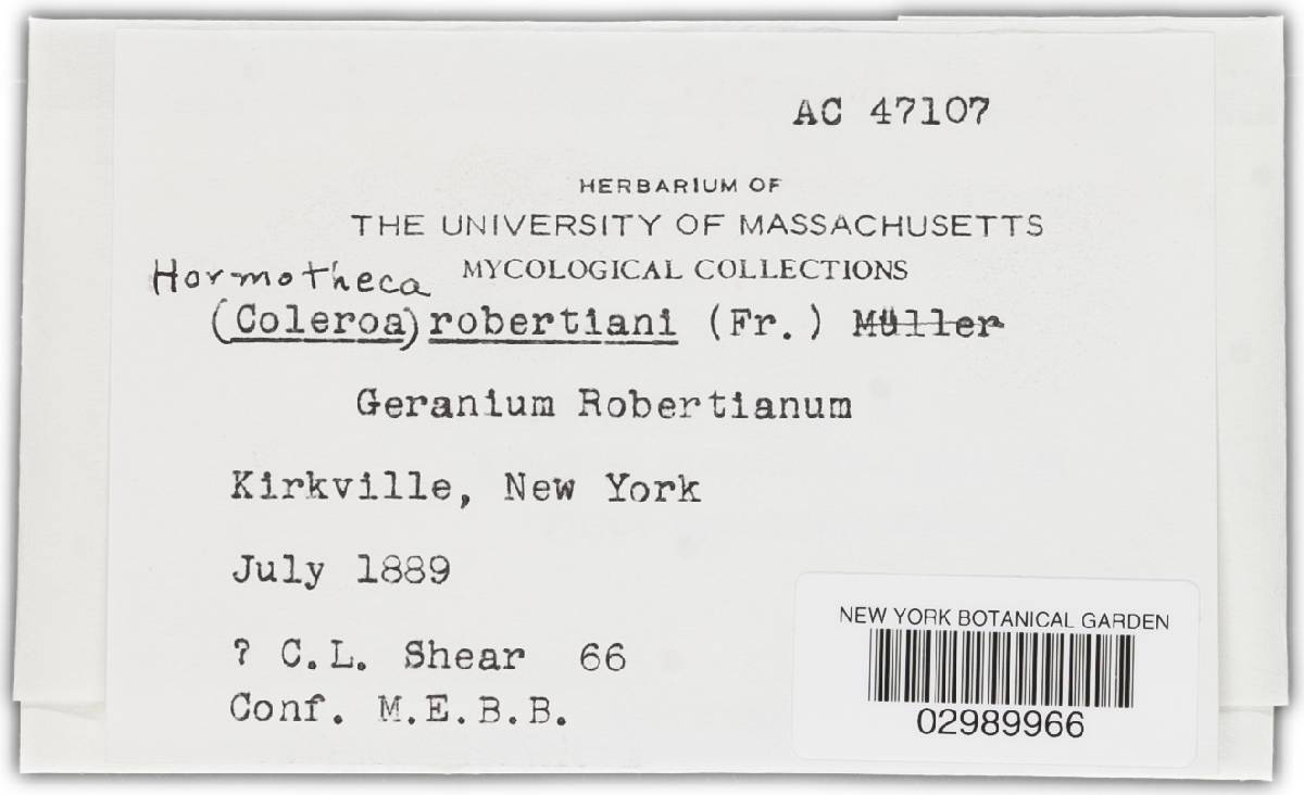 Coleroa robertiani image