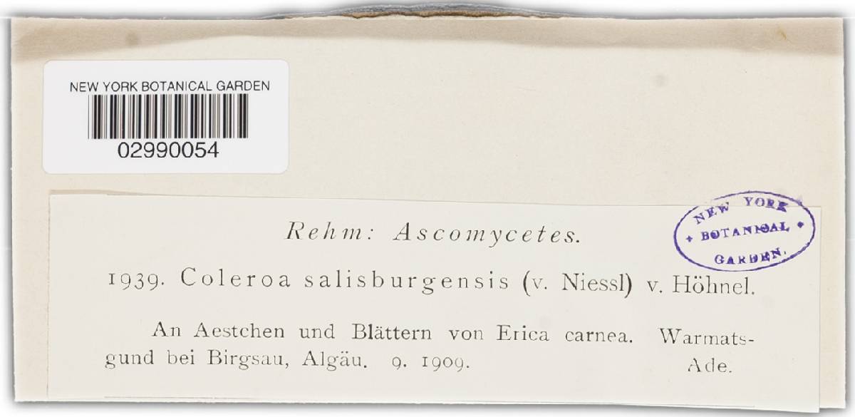 Gibbera salisburgensis image