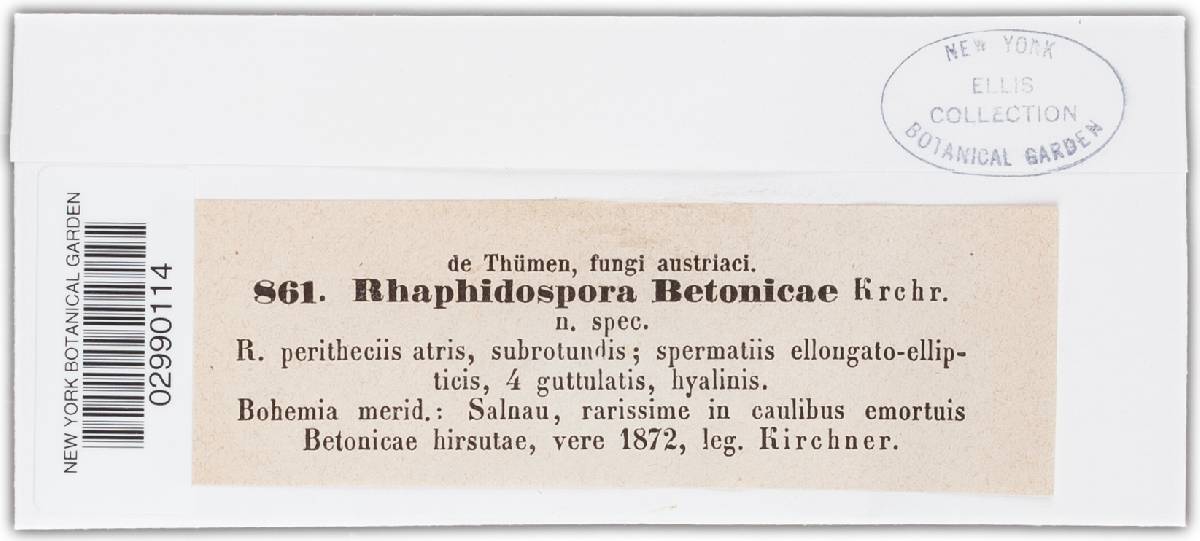 Rhaphidospora betonicae image