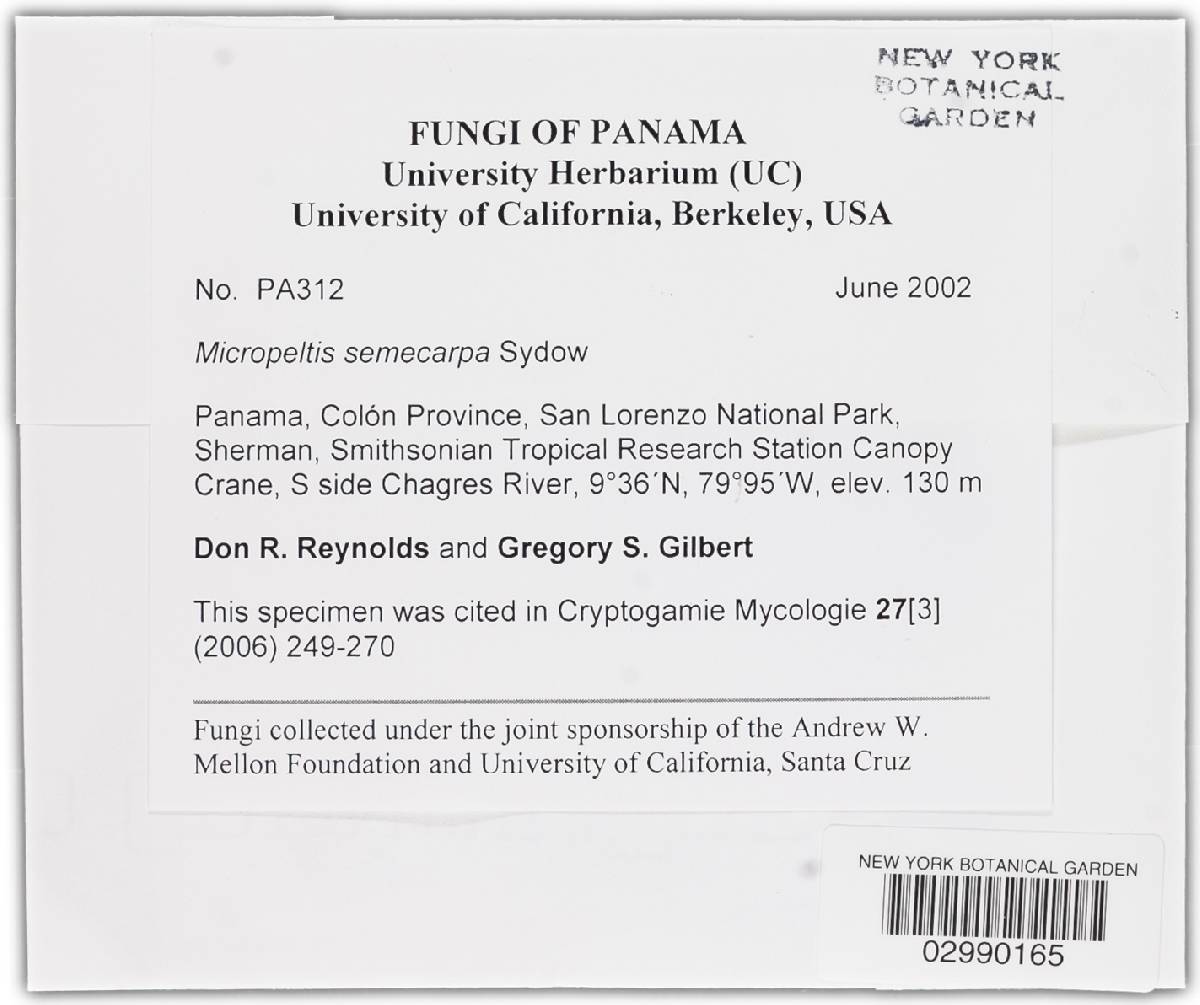 Micropeltis semecarpi image