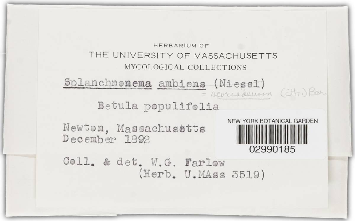Splanchnonema scoriadeum image