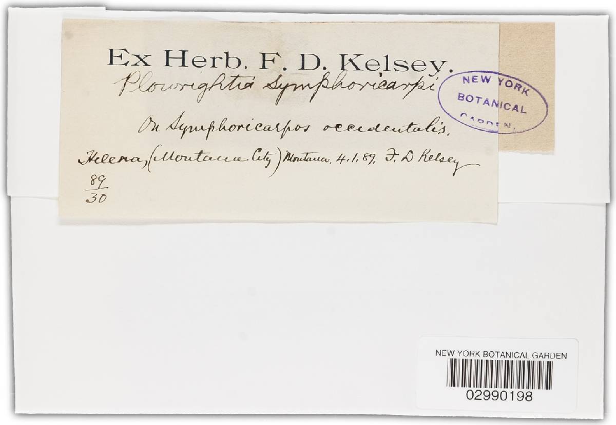 Dothidotthia symphoricarpi image