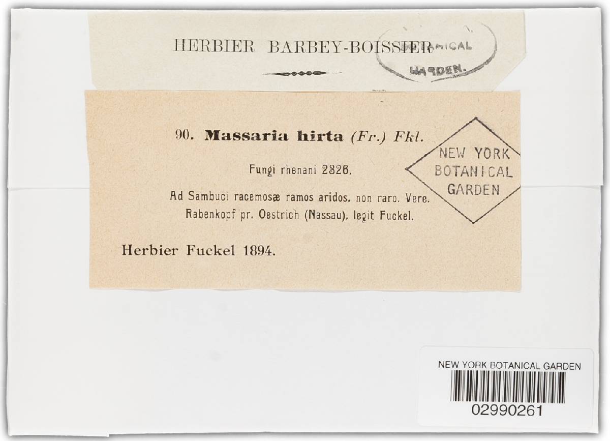 Karstenula hirta image