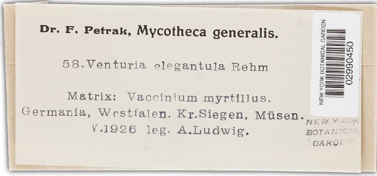 Gibbera elegantula image