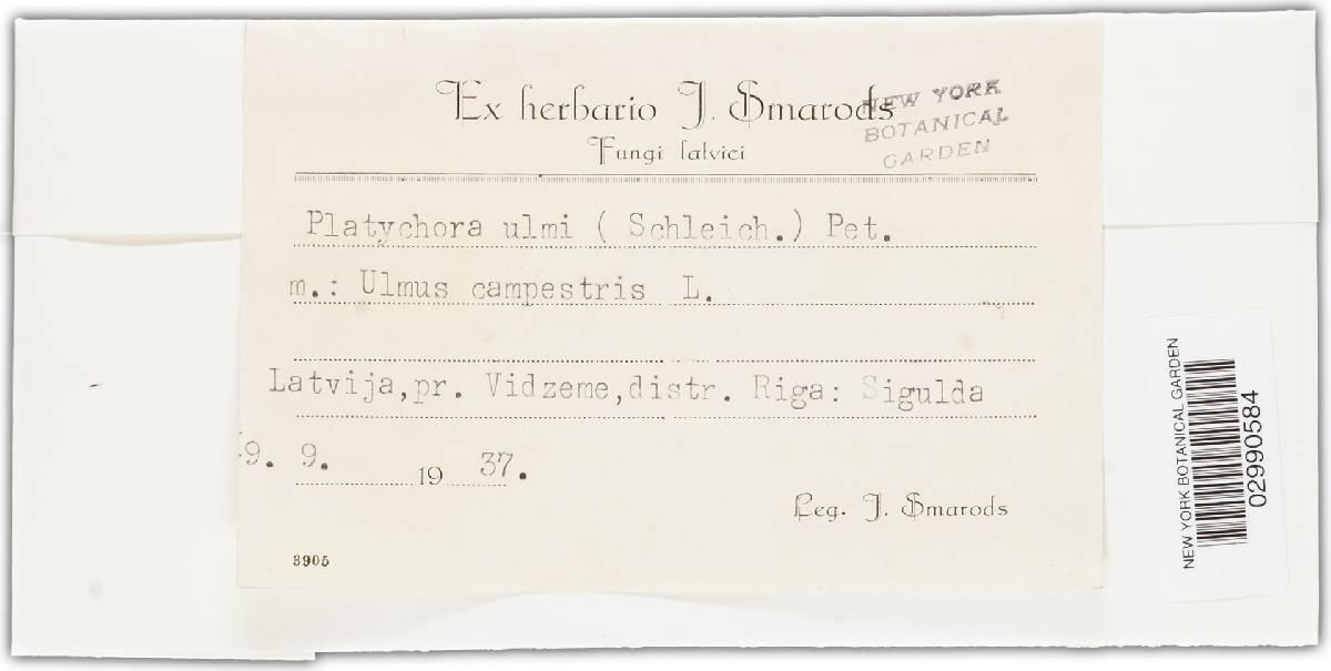Platychora ulmi image