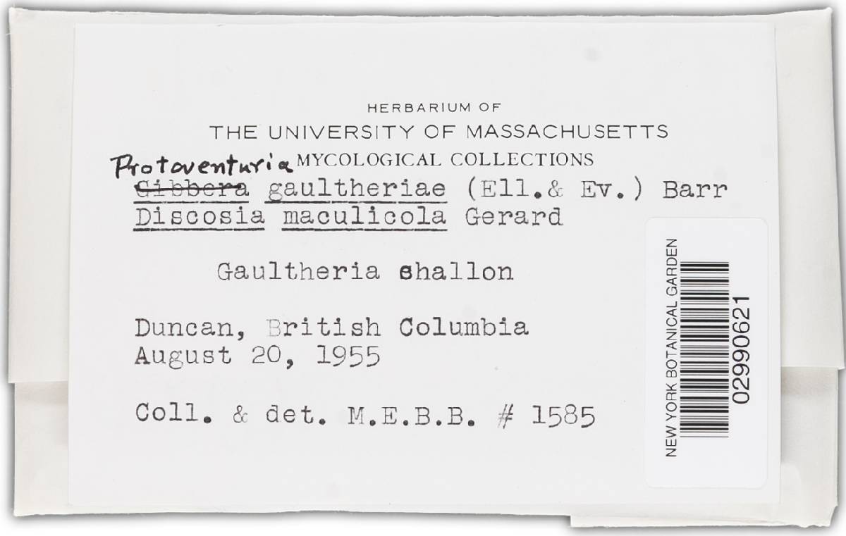 Protoventuria gaultheriae image