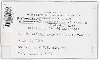 Protoventuria grossulariae image